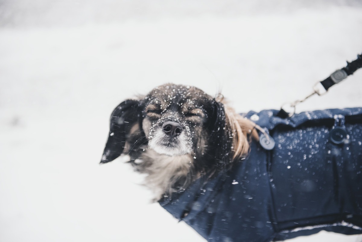 pies w okryciu w zimie