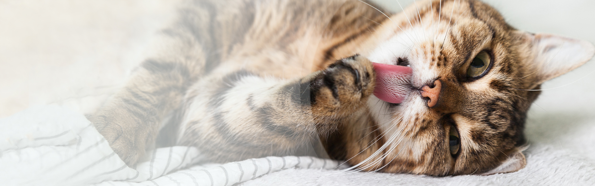 Zakłaczenie u kota – objawy i leczenie. Najskuteczniejsze sposoby na kule włosowe
