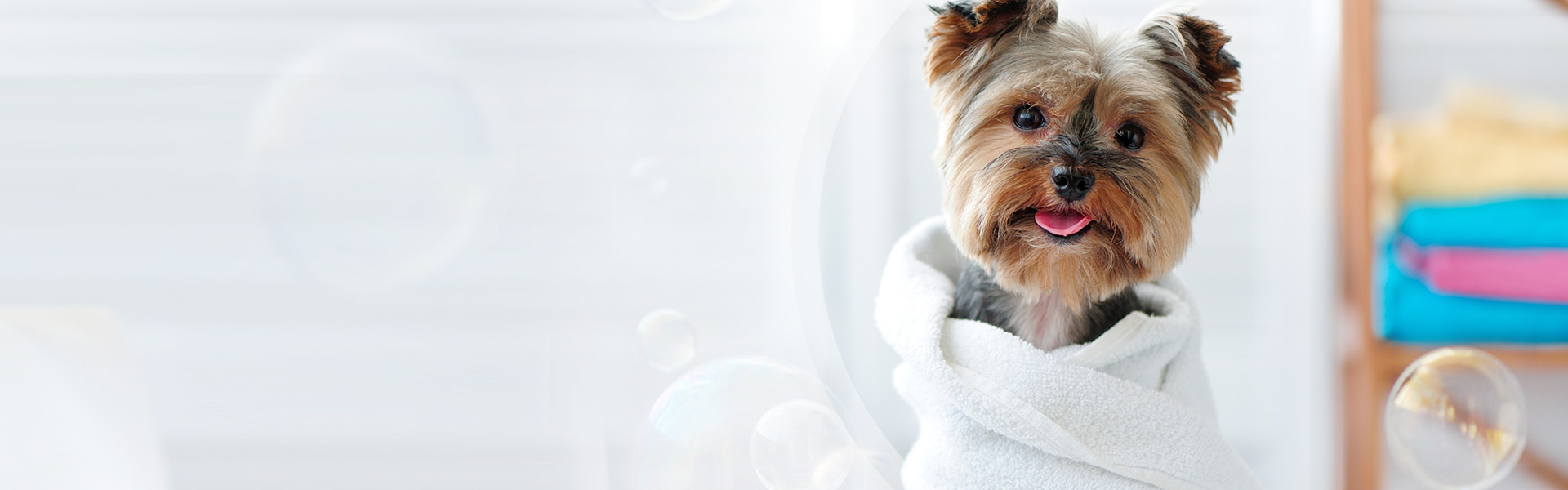 Jak prawidłowo kąpać psa? Jak często kąpać psa?