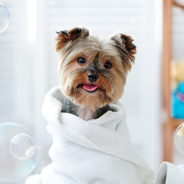 Jak prawidłowo kąpać psa? Jak często kąpać psa?
