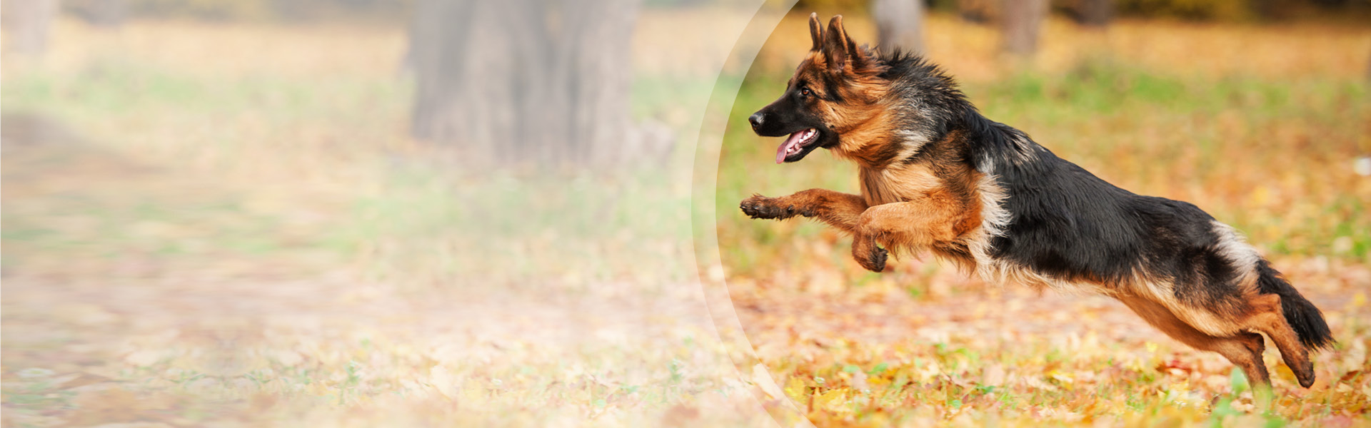 Zwyrodnienie stawów u psa – objawy i leczenie