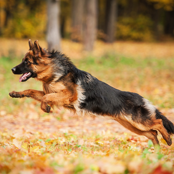 Joints degeneration in dogs – symptoms and treatment