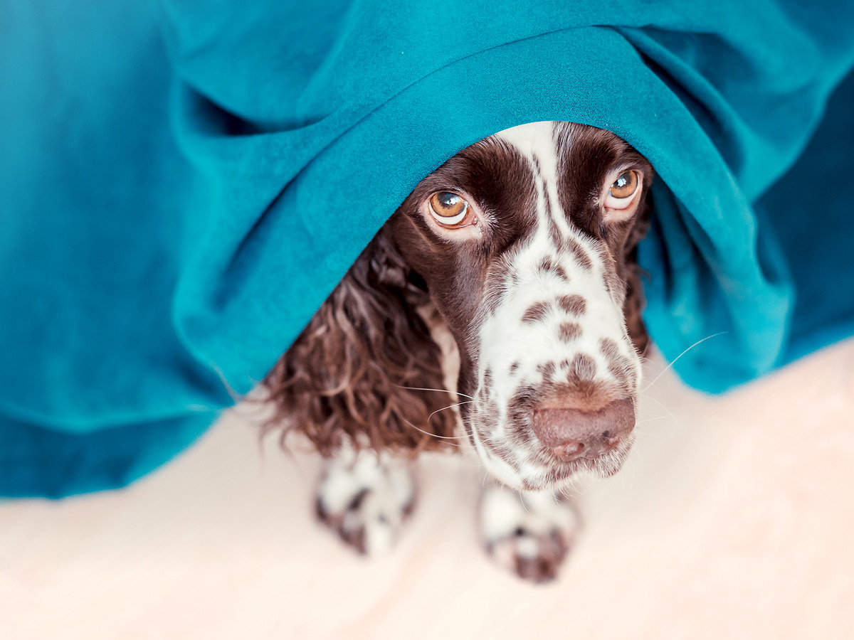 Pies w sylwestra – 5 zasad, które pomogą Twojemu psu