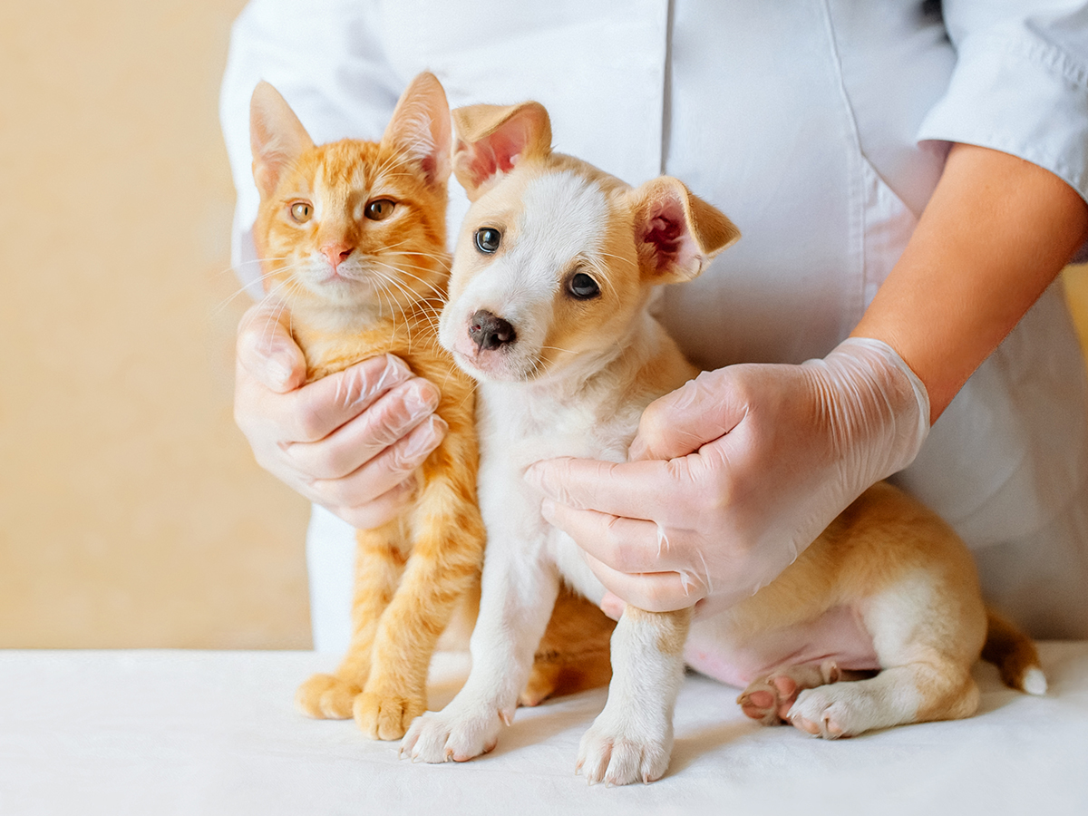 szybkie testy diagnostyczne psa i kota