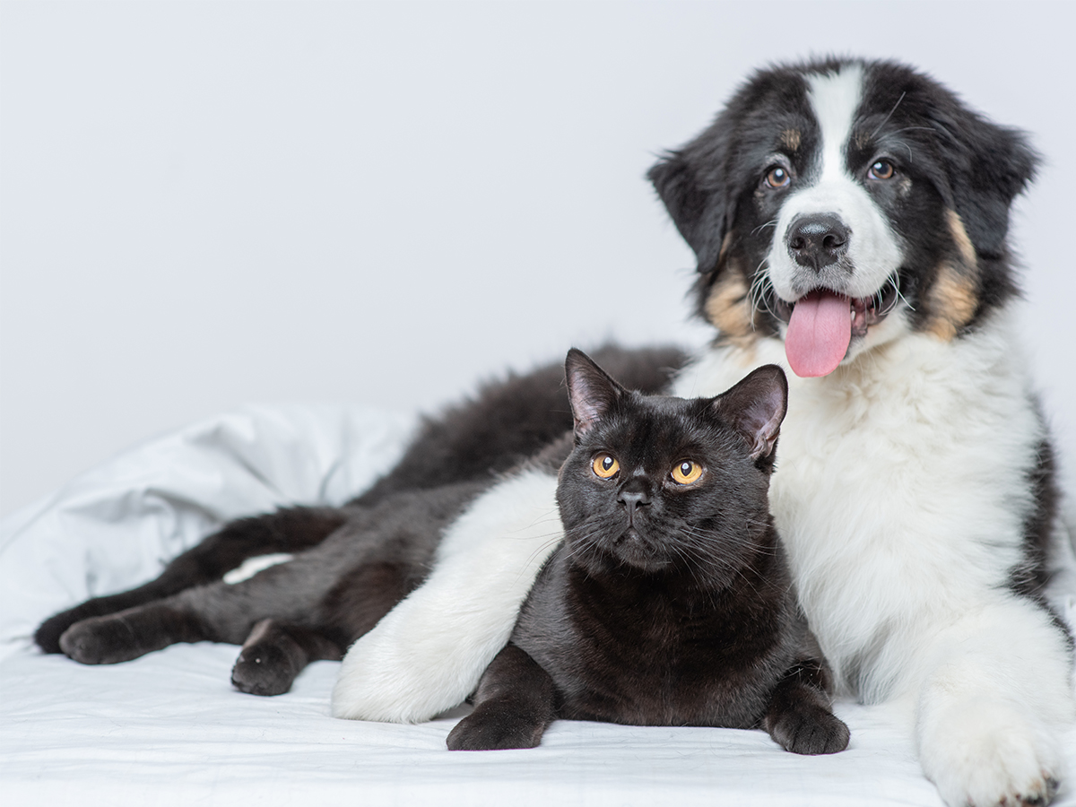Choroby zębów i dziąseł u psów i kotów