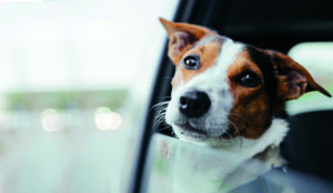 Choroba lokomocyjna u psa - jak przetrwać podróż z psem