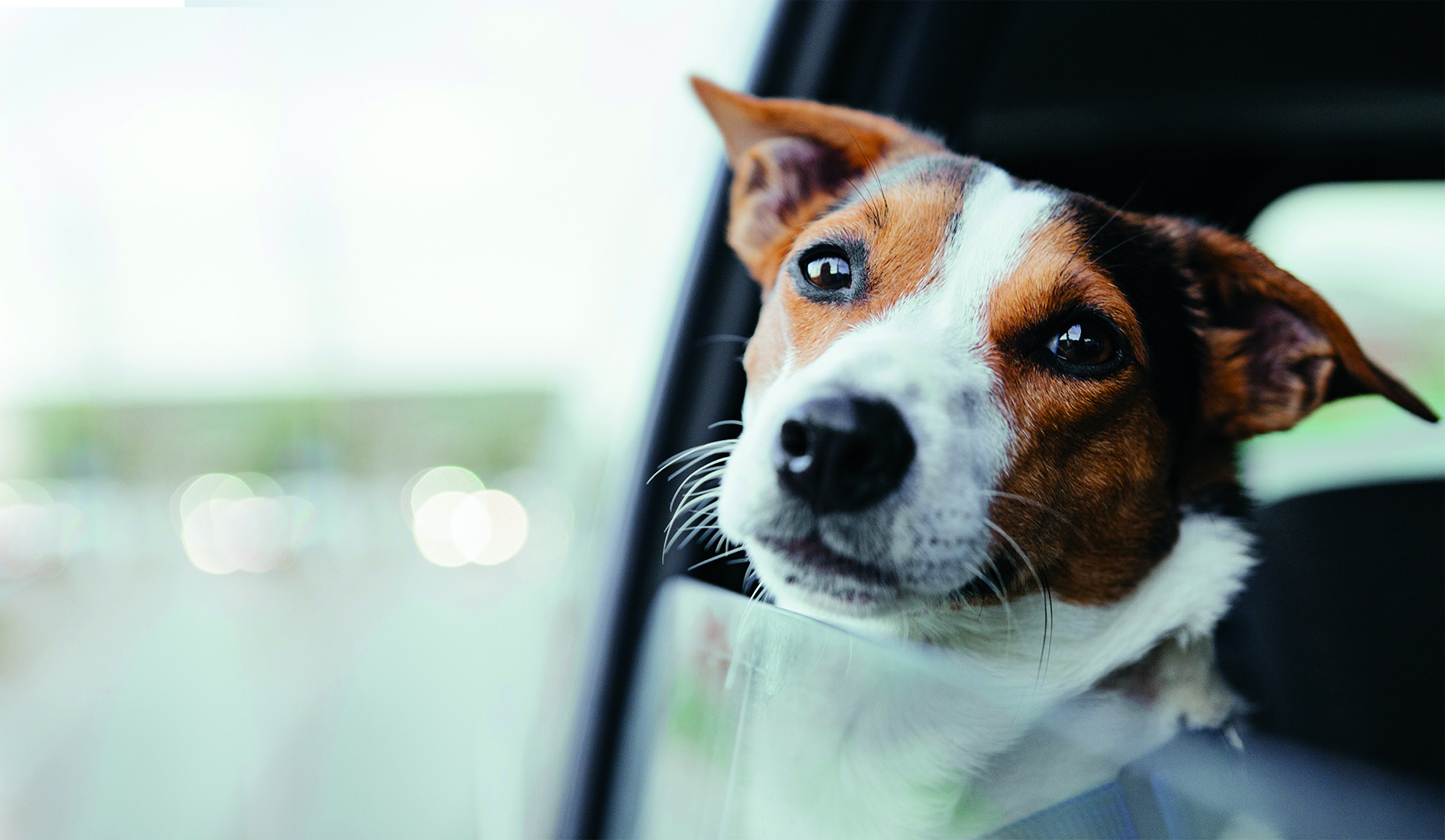 Choroba lokomocyjna u psa – jak przetrwać podróż z psem