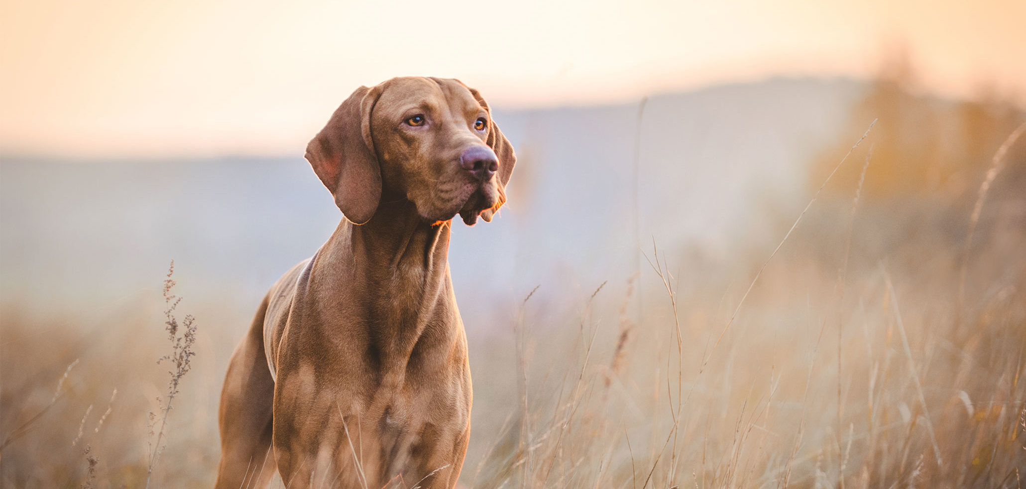Jęczmień – czy zboże w diecie psa może być zdrowe?