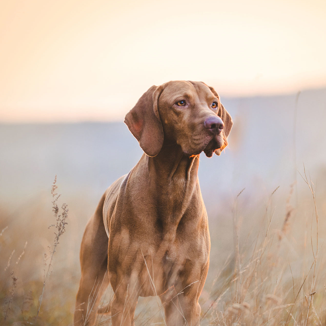 Jęczmień – czy zboże w diecie psa może być zdrowe?
