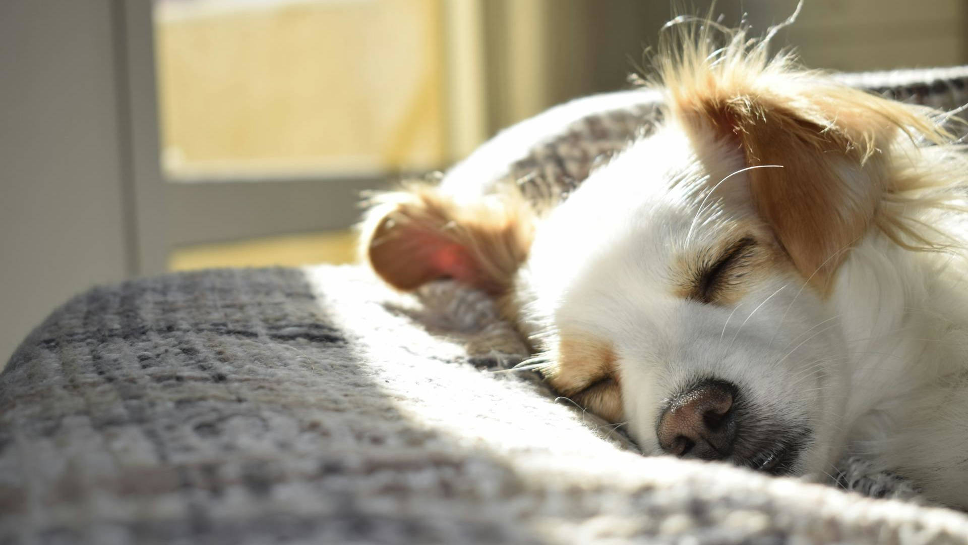 Czyszczenie uszu psa – jak to robić i rozpoznawać groźne choroby?
