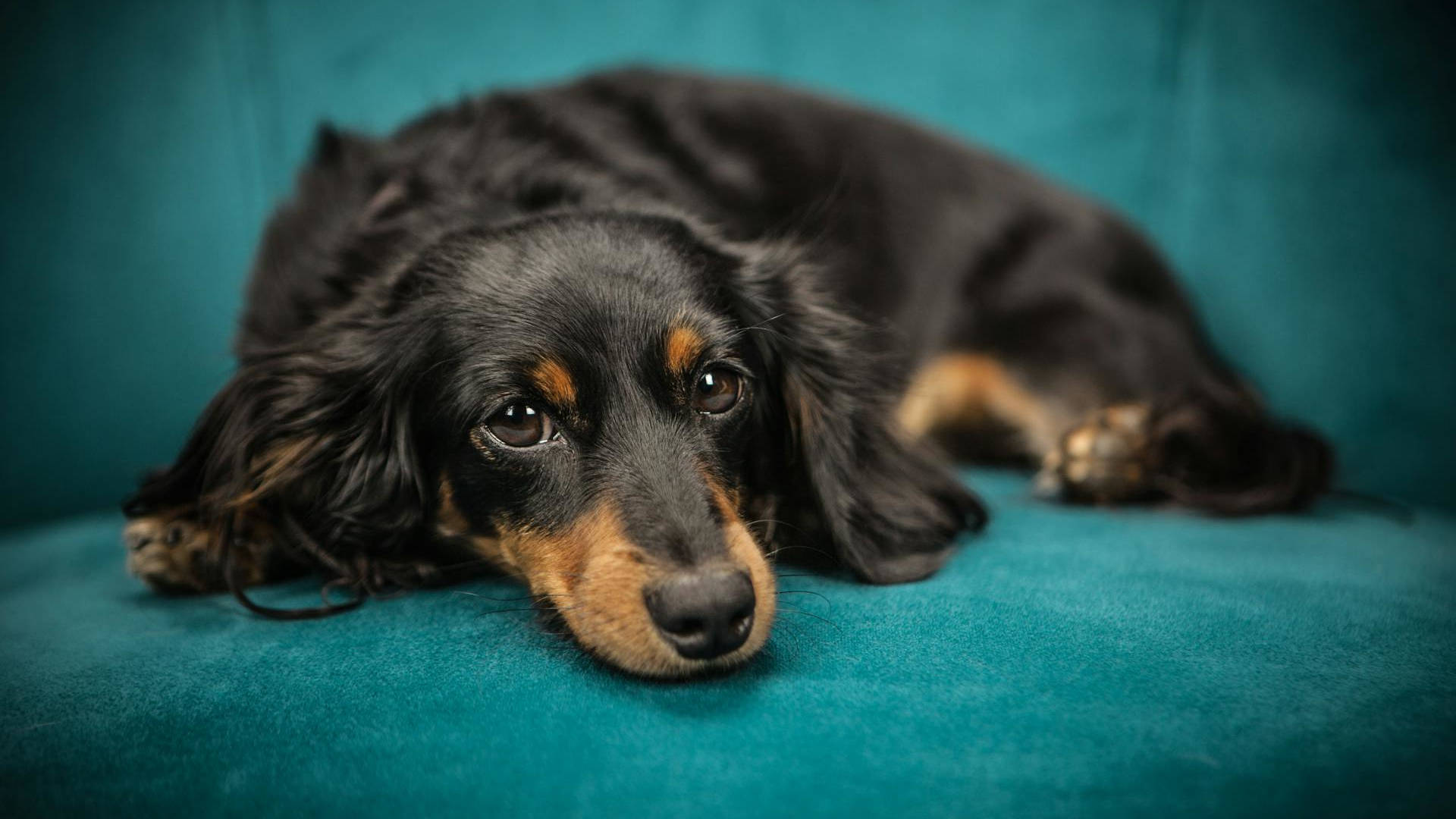 Lęk separacyjny u psa – jakie są objawy i przyczyny? Jak pozbyć się lęku separacyjnego?