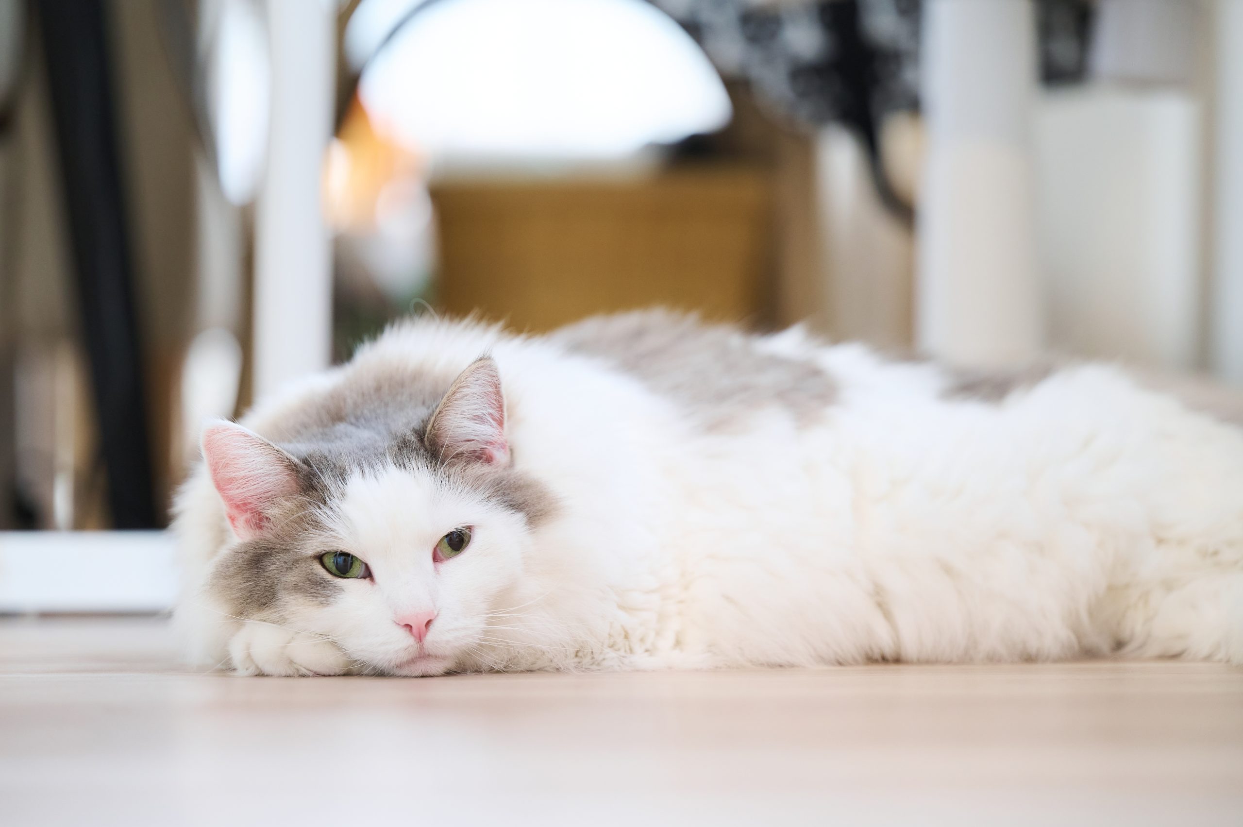 Jak rozpoznać przewlekłą niewydolność nerek u kotów?