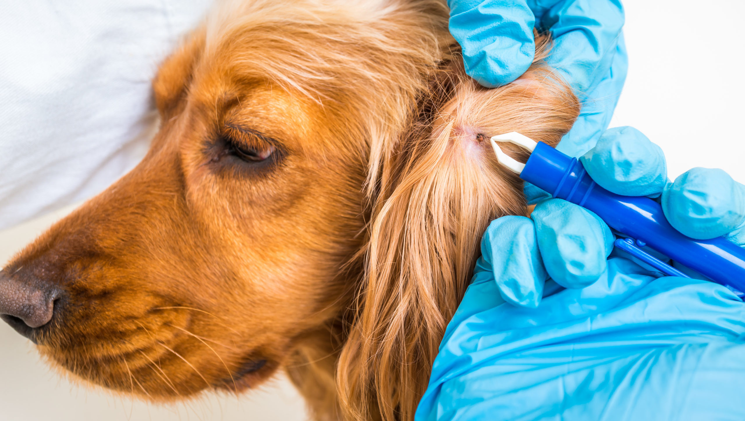 Kleszcz u psa – usunięcie. Jakie są objawy chorób odkleszczowych i leczenie?