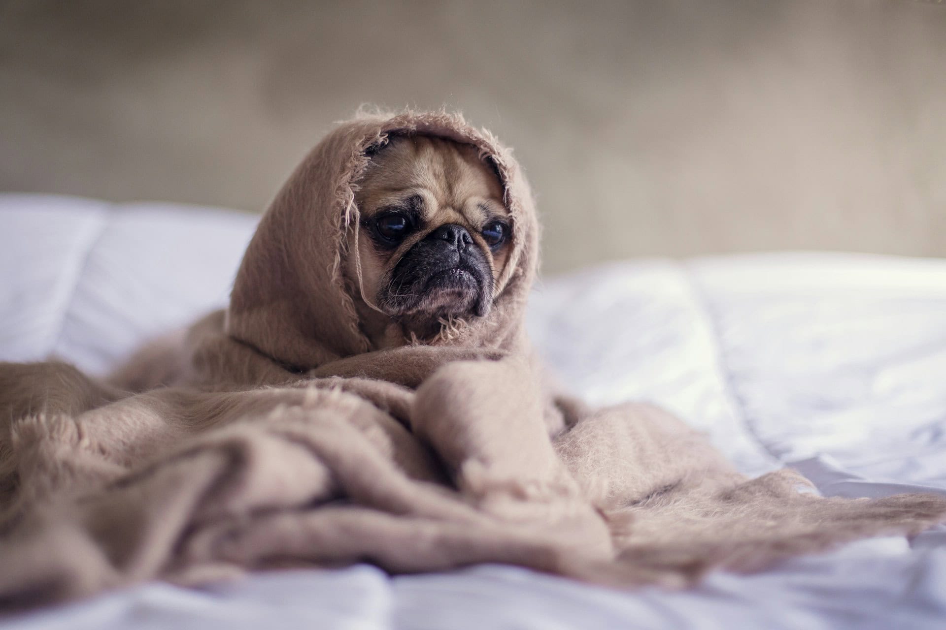 Temperatura psa – jaka jest prawidłowa? Jak sprawdzić, czy pies ma gorączkę?